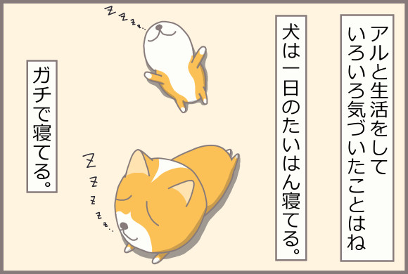 コーギーアルんち：アルは一日のたいはんを寝ている