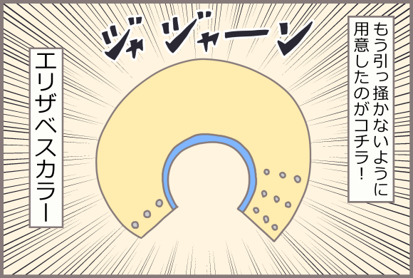 コーギーアルんち:エリザベスカラー
