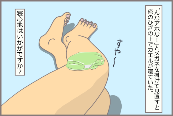 コーギーアルんち:脱走して私の膝でねるイエアメガエル